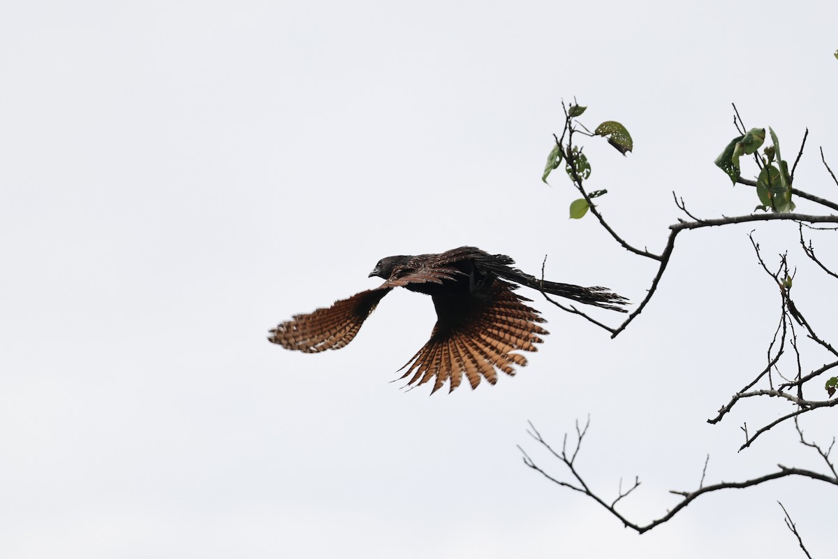Pheasant Coucal - ML645876298