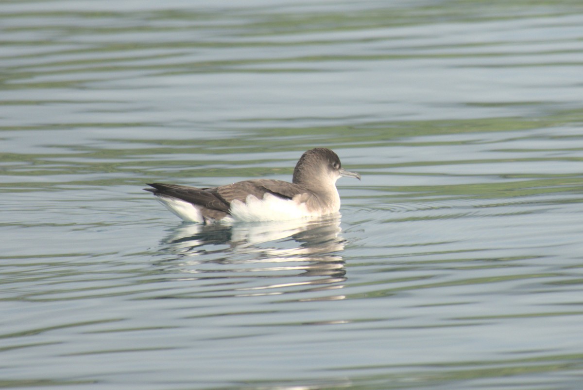 Gabai hegal-arina - ML645876300