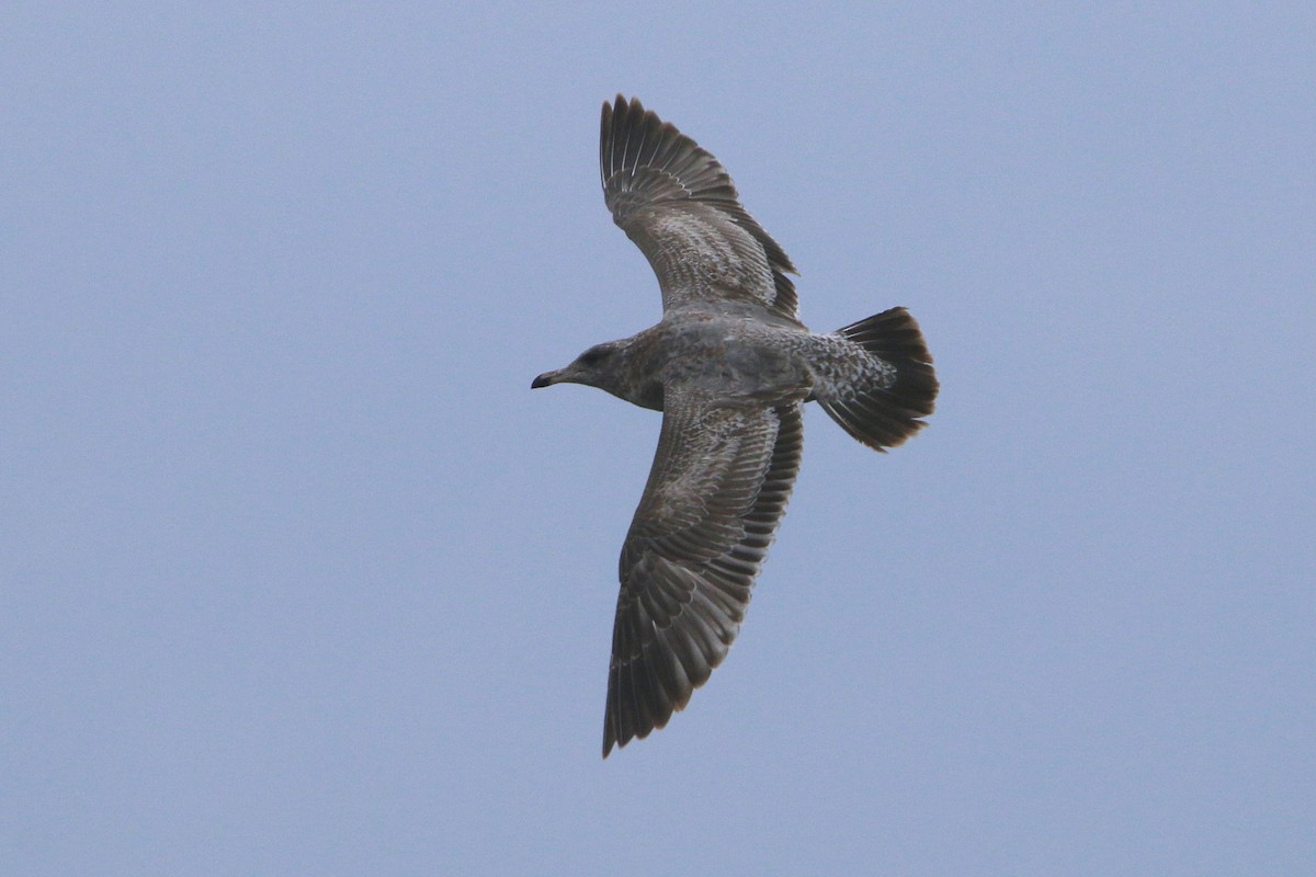 California Gull - ML645876314