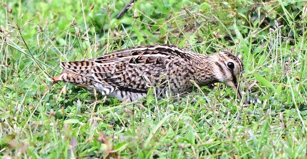 ハリオシギ - ML645876315