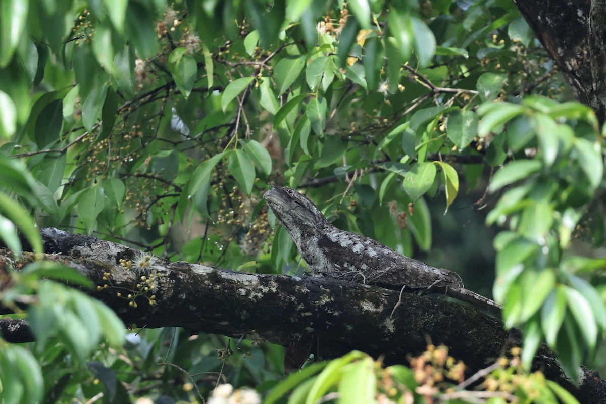 Papuan Frogmouth - ML645876316