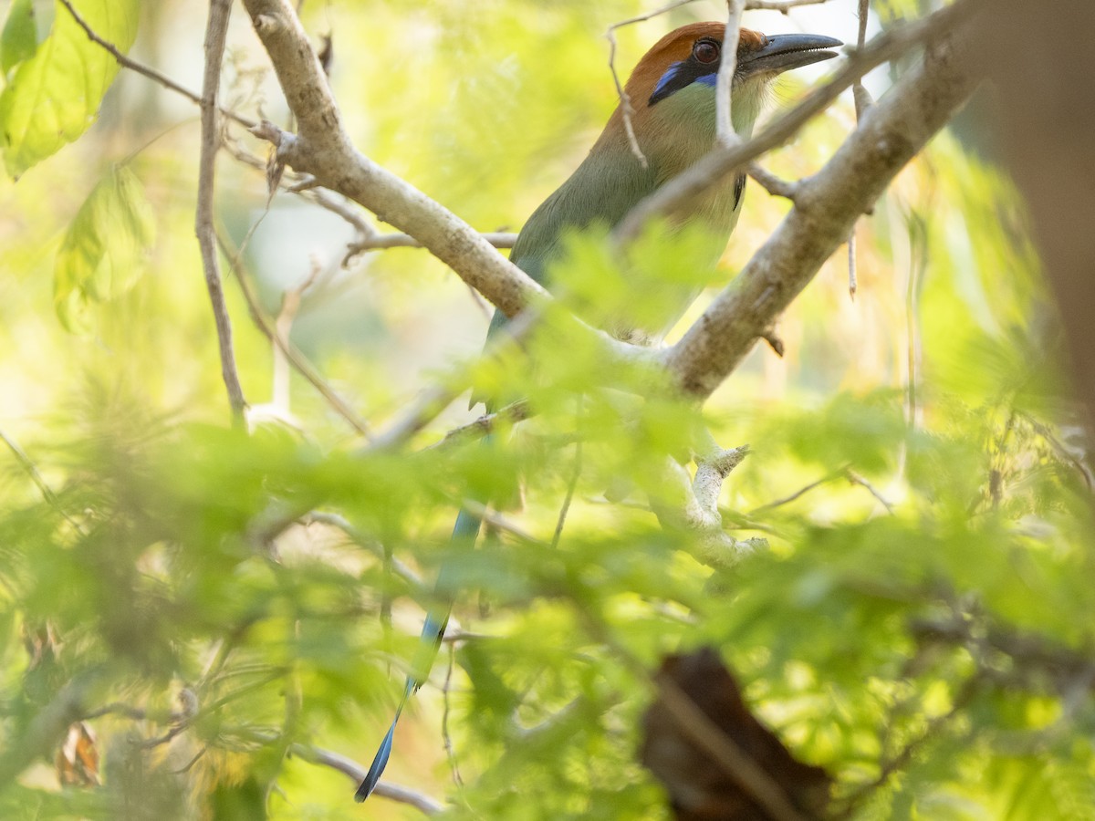 Russet-crowned Motmot - ML645876325