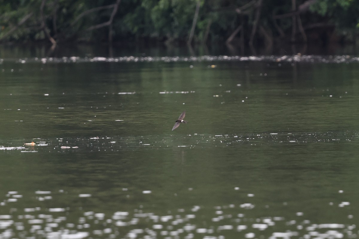 Australian Swiftlet - ML645876326