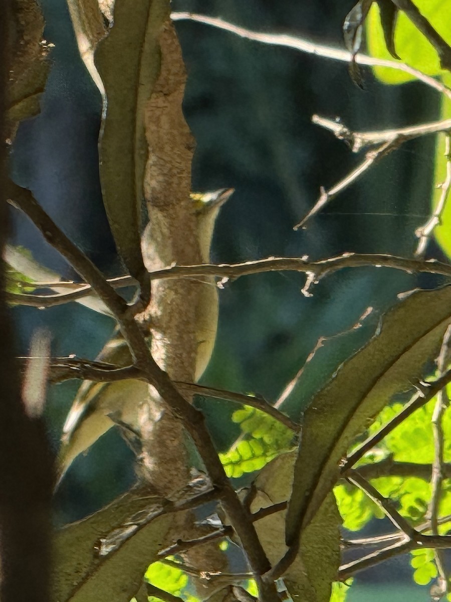 Mangrove Vireo - ML645876331