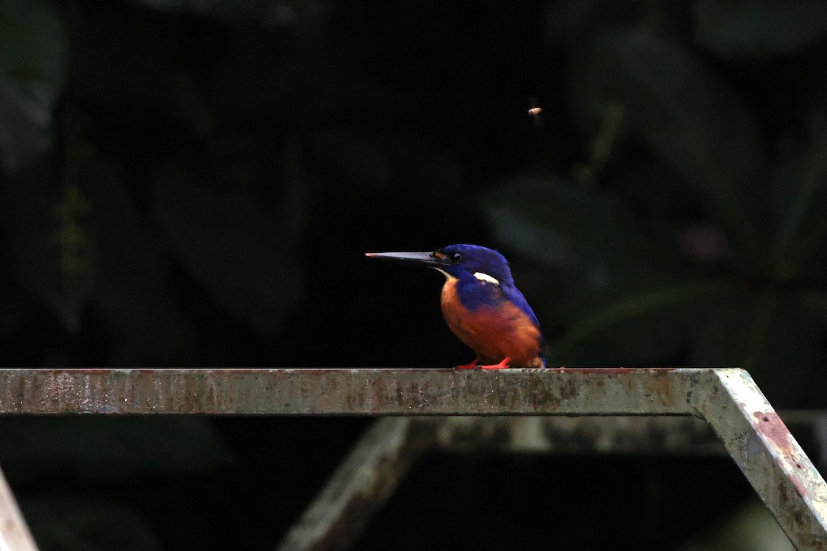 Azure Kingfisher - ML645876335