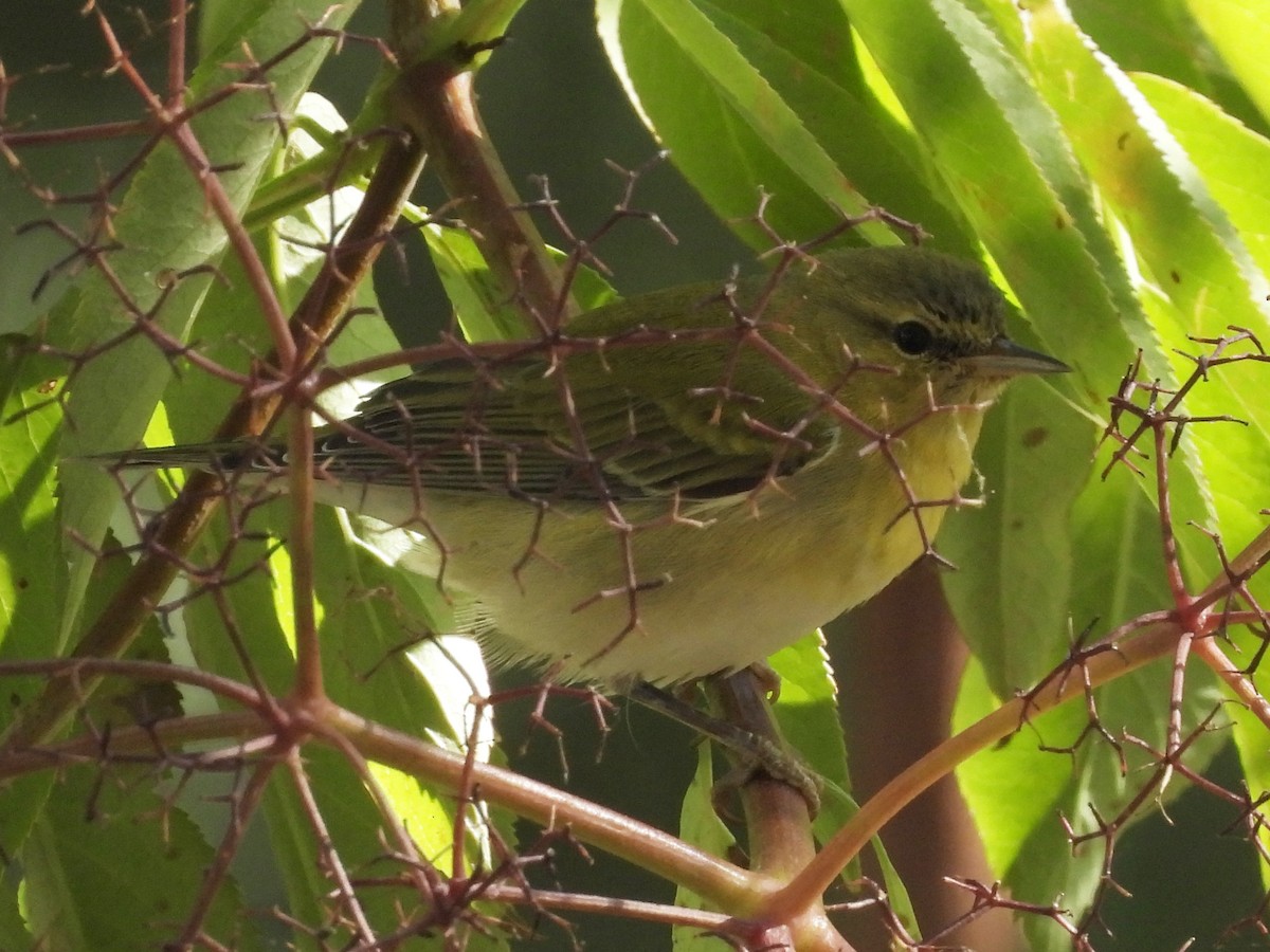Tennessee Warbler - ML645876343