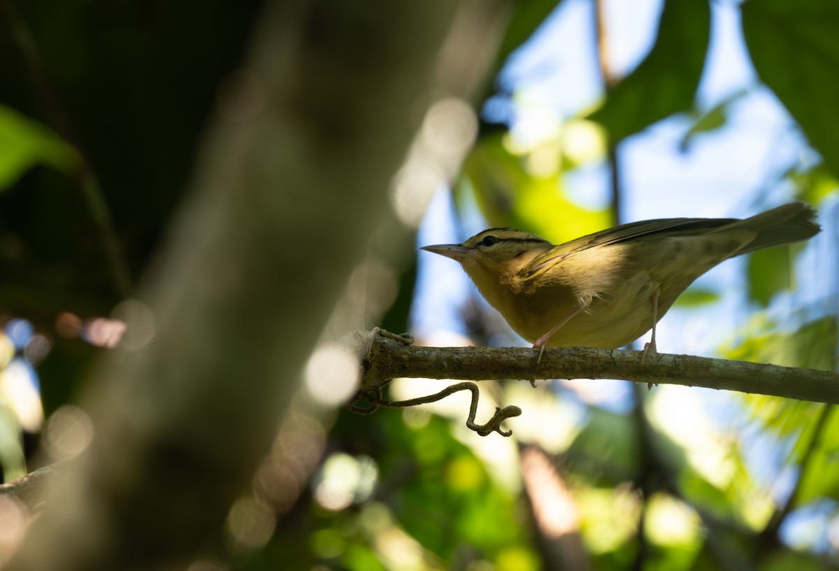 Worm-eating Warbler - ML645876346