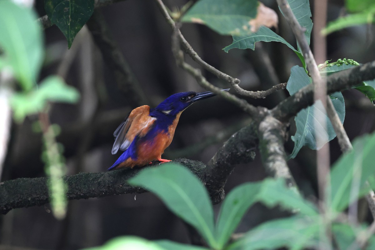 Azure Kingfisher - ML645876349