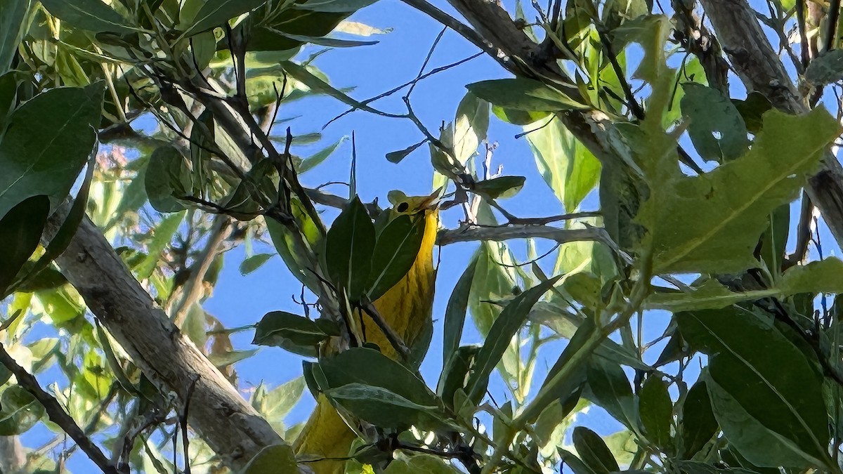 new world warbler sp. - ML645876350