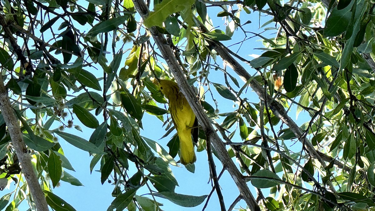 new world warbler sp. - ML645876351