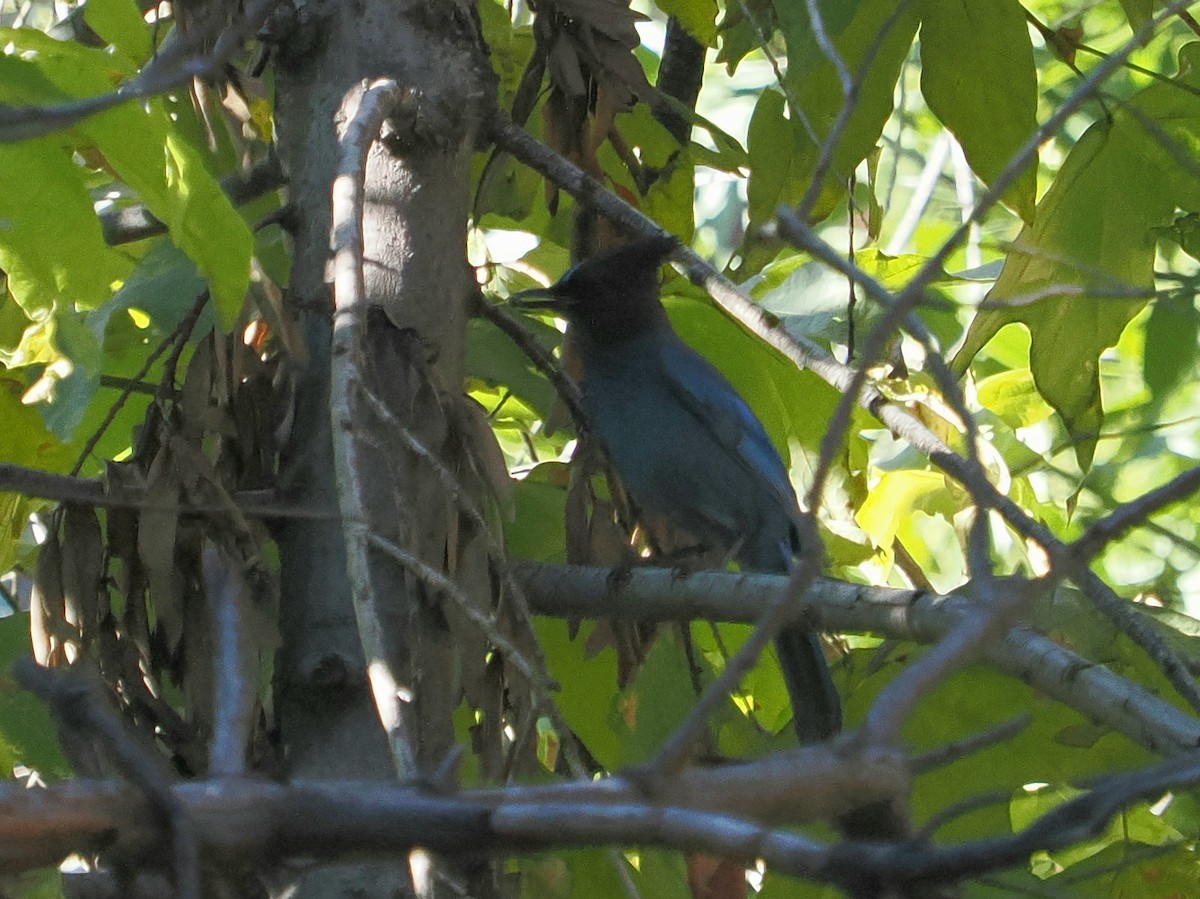 Chara de Steller - ML645876353