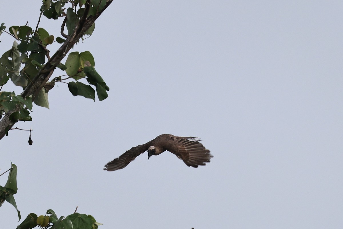 Helmeted Friarbird (Hornbill) - ML645876354