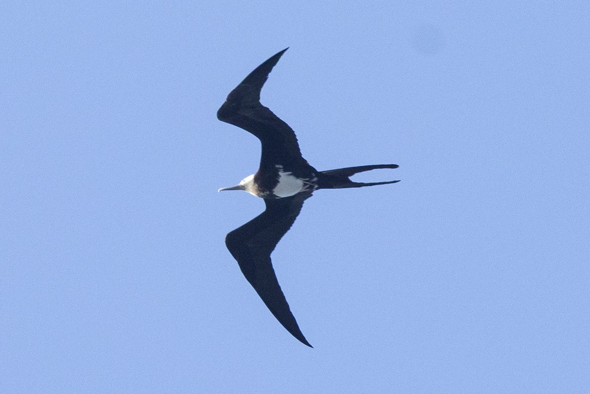 פריגט גדול - ML645876355