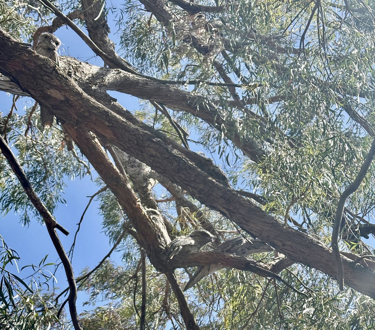 Avustralya Kocaağzı - ML645876359