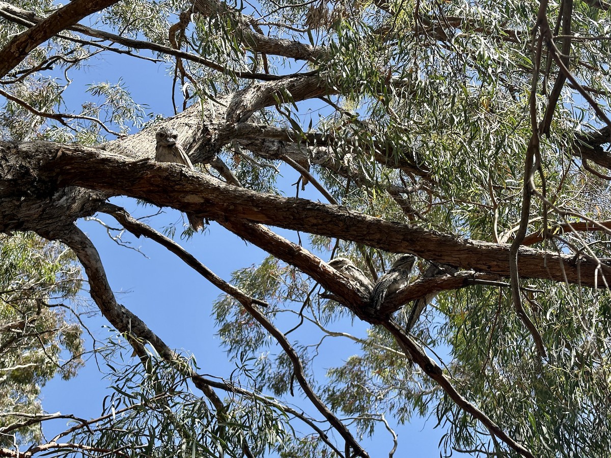 オーストラリアガマグチヨタカ - ML645876360