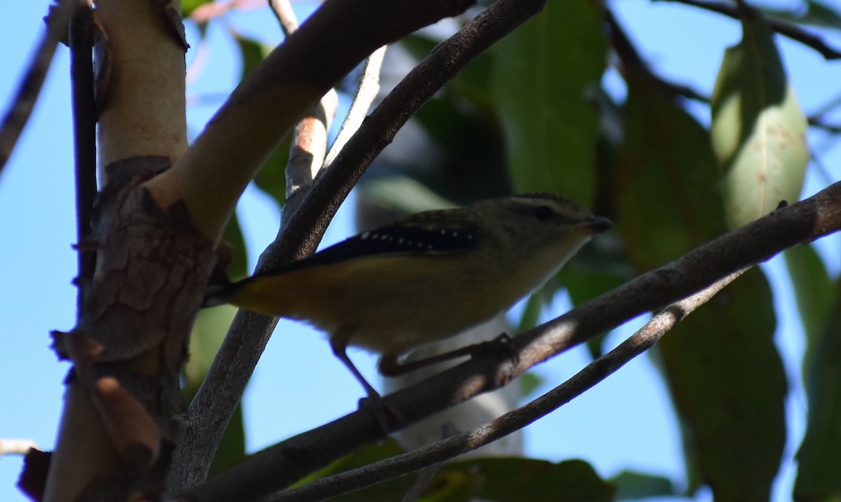 ホウセキドリ - ML645876363