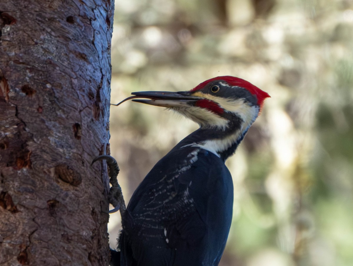 エボシクマゲラ - ML645876365