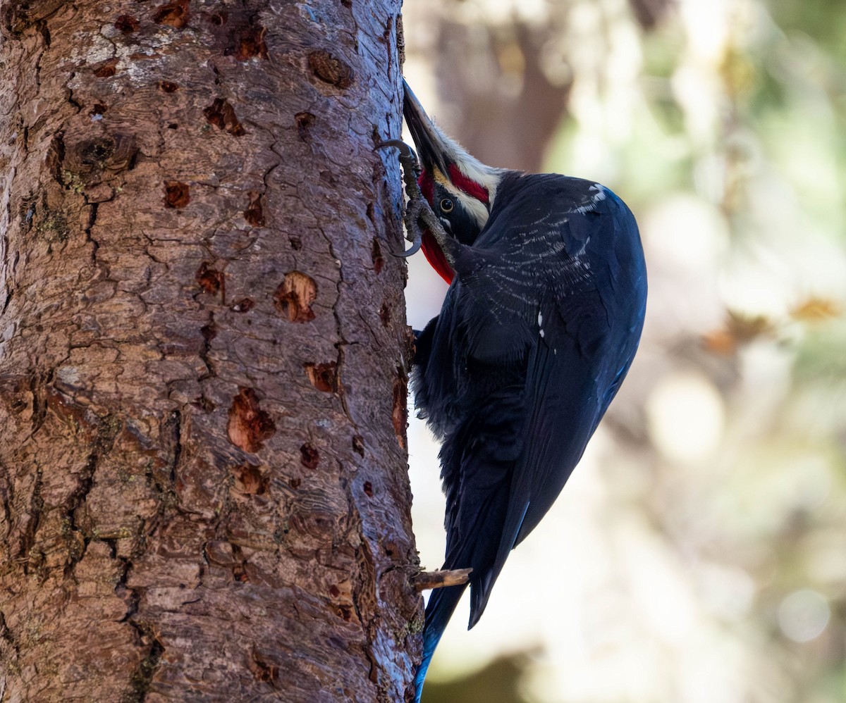 エボシクマゲラ - ML645876366