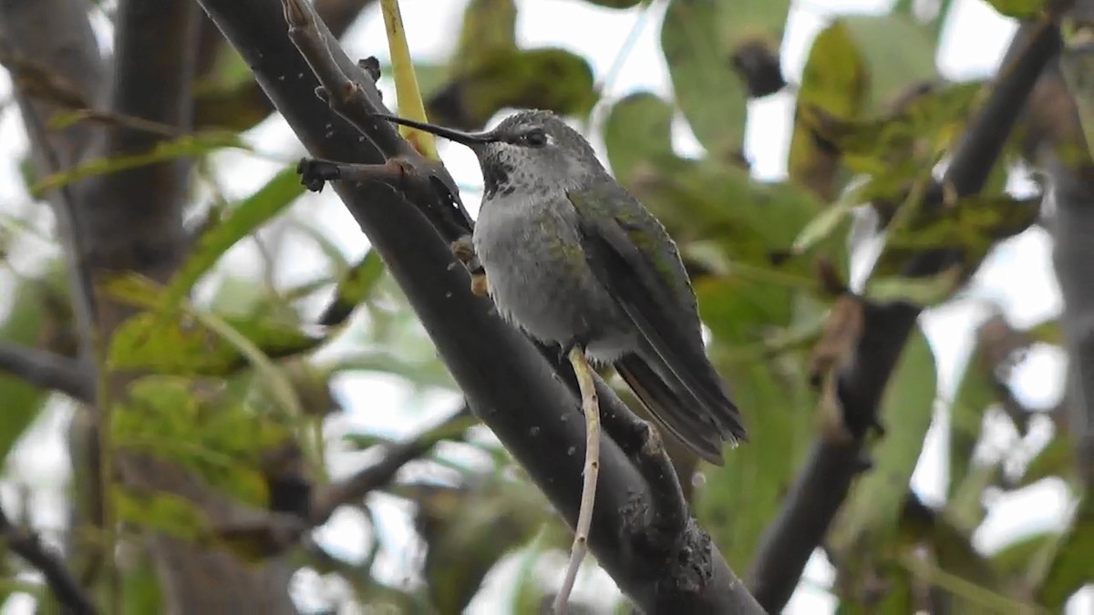 アンナハチドリ - ML645876367