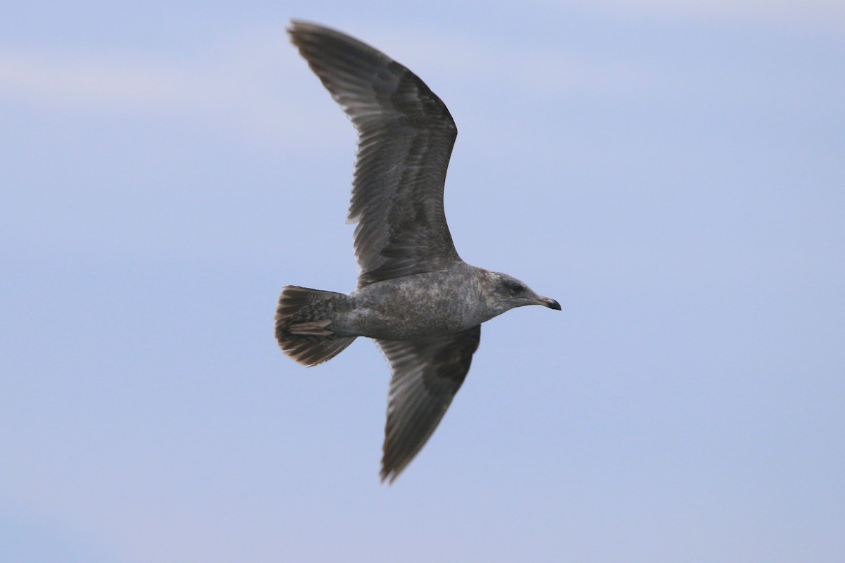 カリフォルニアカモメ - ML645876368