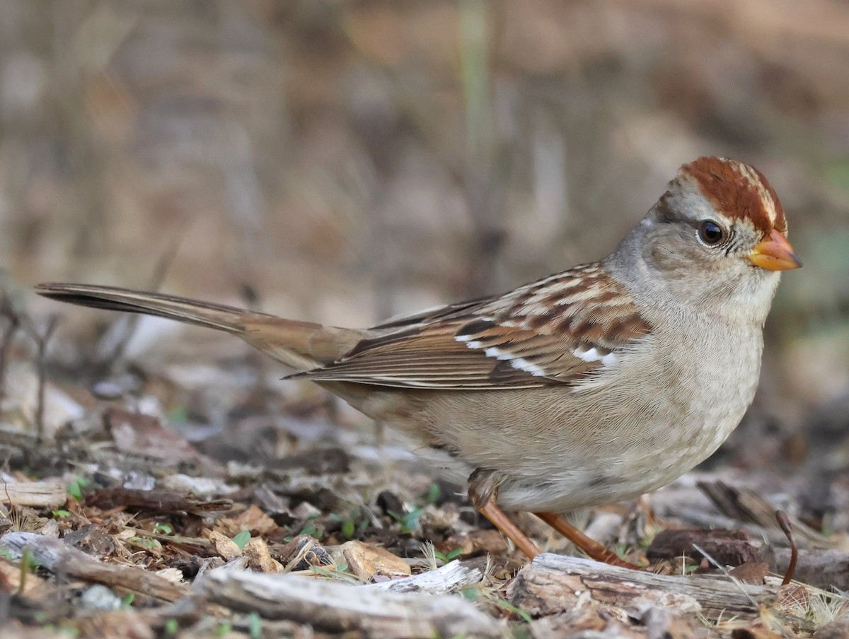 ミヤマシトド - ML645876369