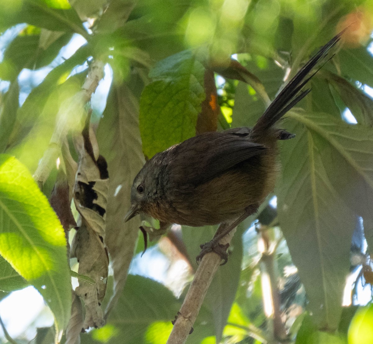 ミソサザイモドキ - ML645876370