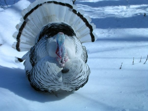 シチメンチョウ - ML645876371