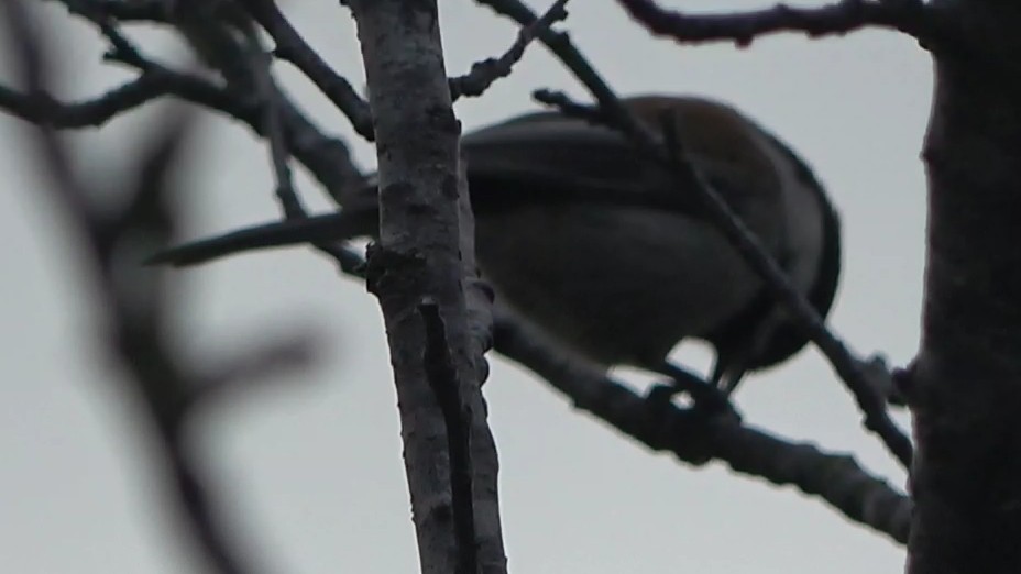 クロイロコガラ - ML645876372