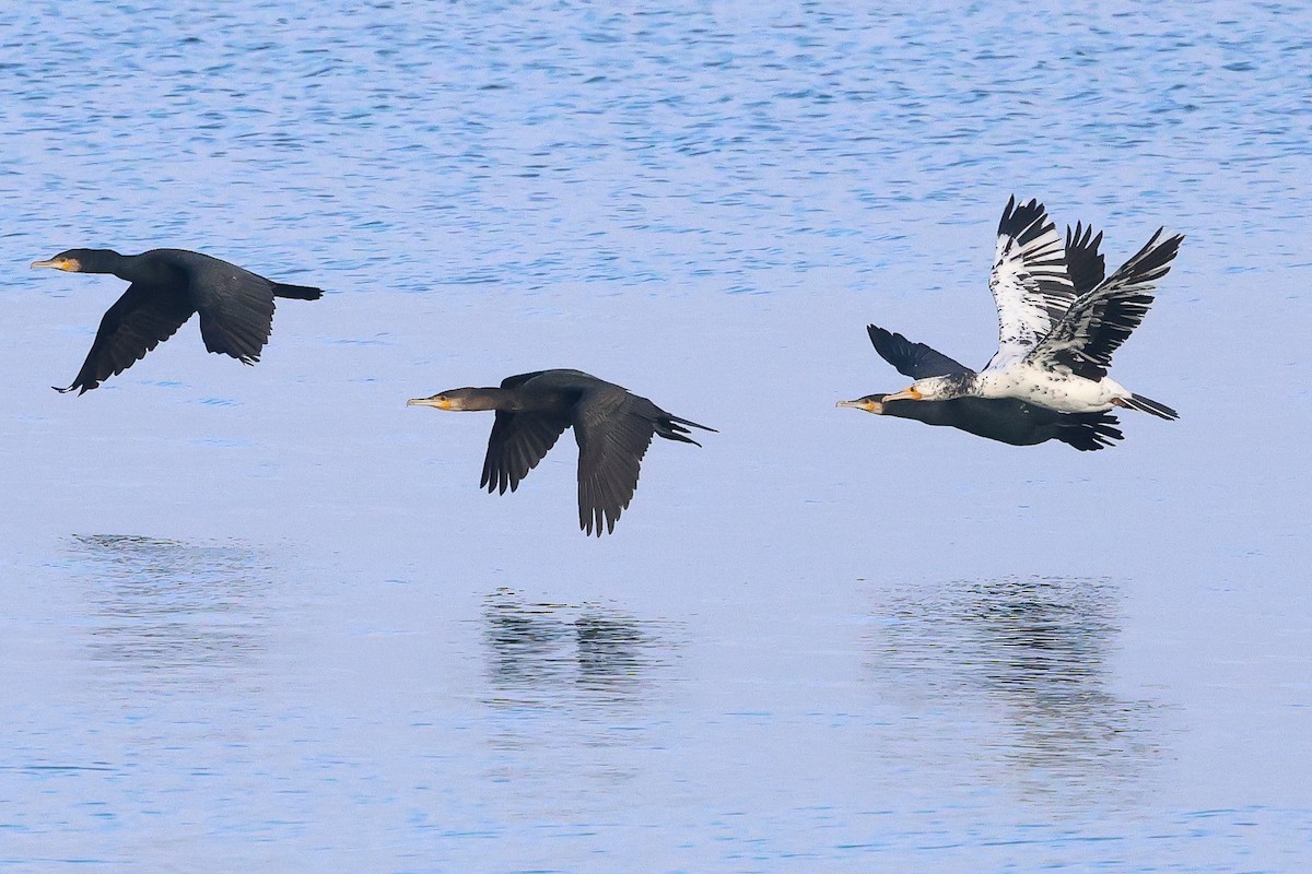 カワウ - ML645876374