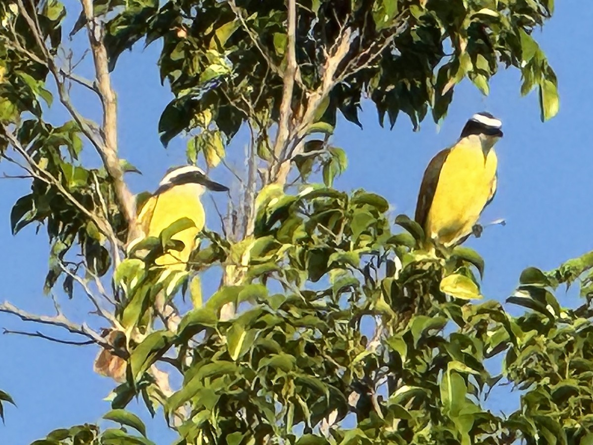 キバラオオタイランチョウ - ML645876376