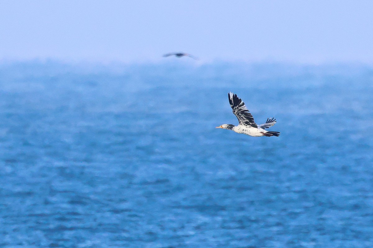 カワウ - ML645876378