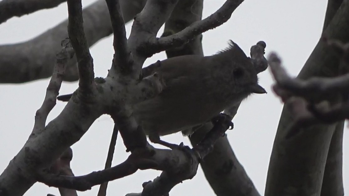 ハイエボシガラ - ML645876379