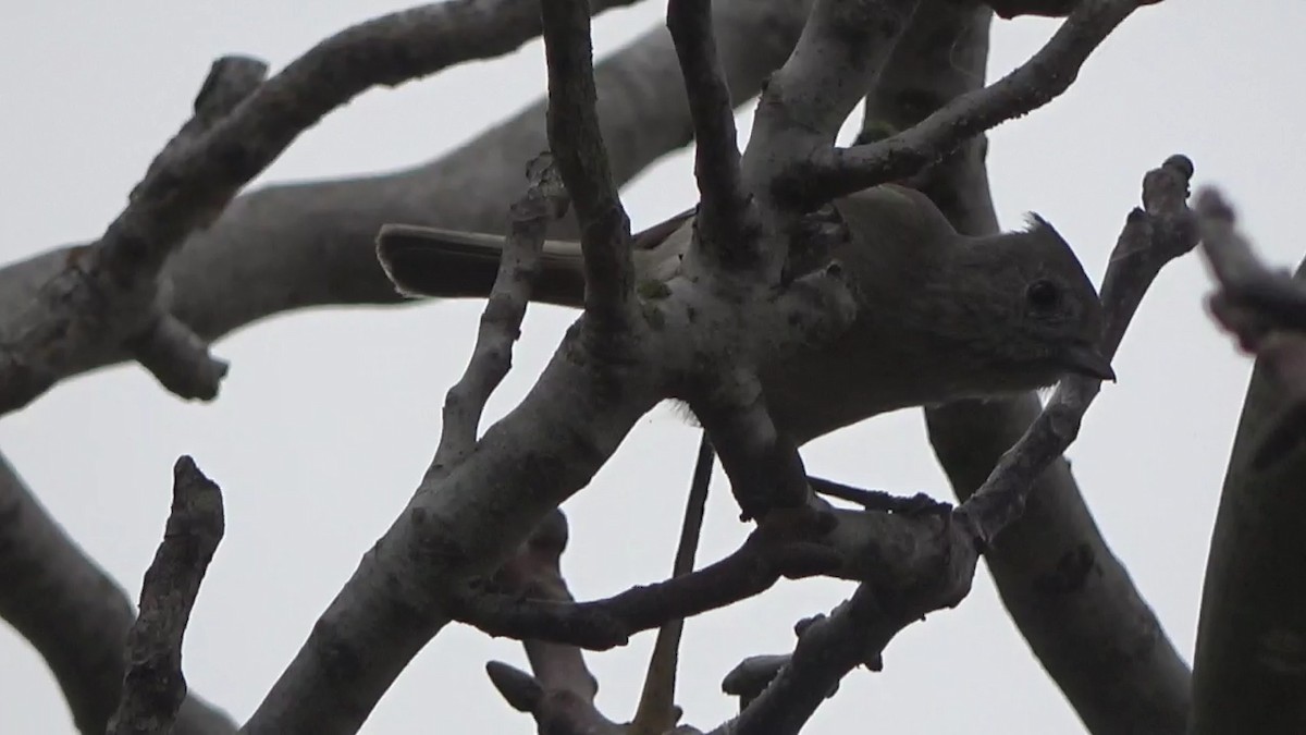 ハイエボシガラ - ML645876380