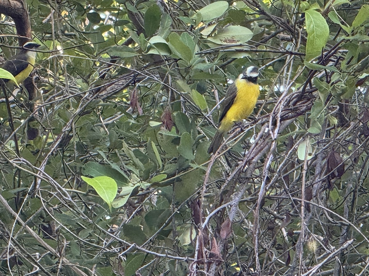 アカボウシヒタキモドキ - ML645876381