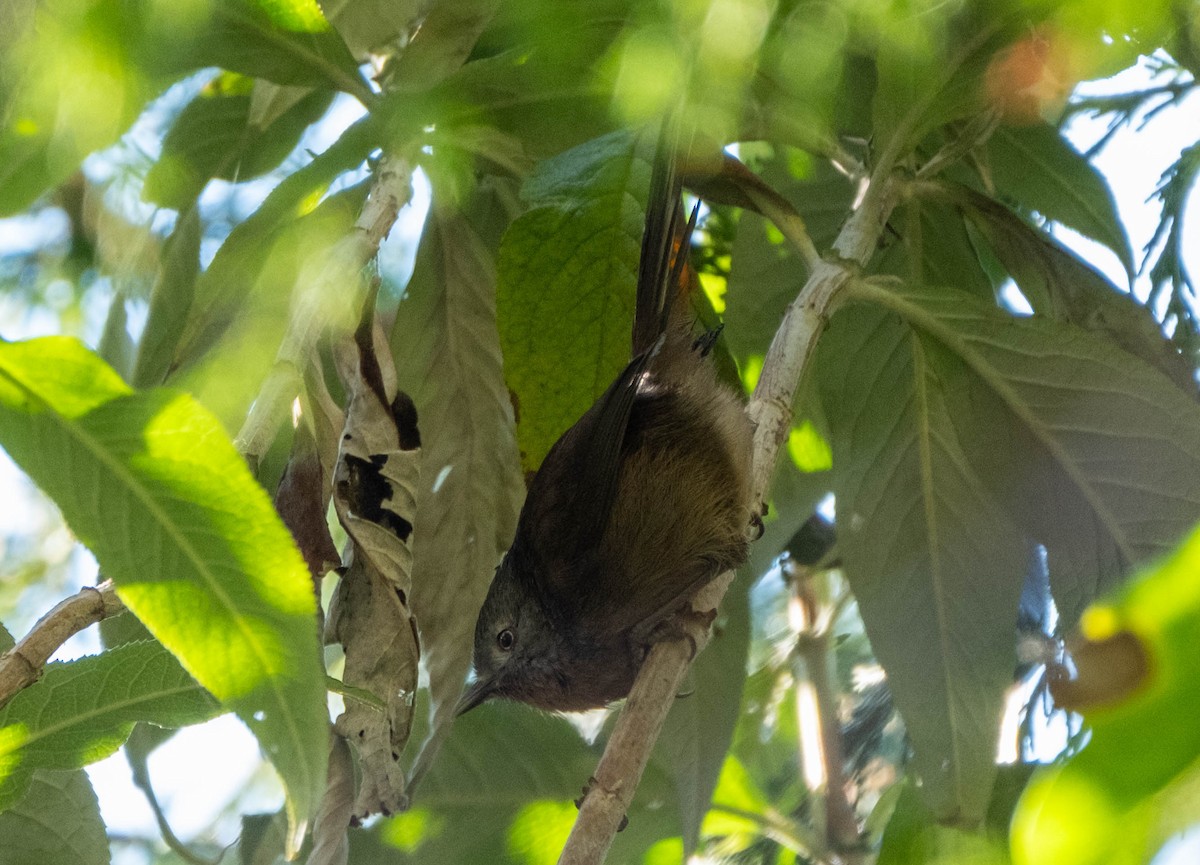 ミソサザイモドキ - ML645876382