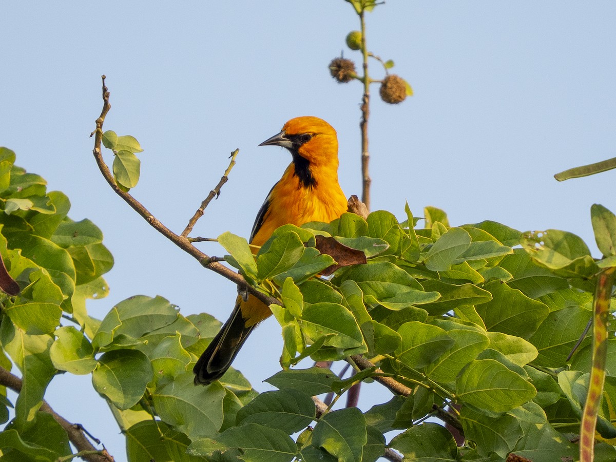 ズアカムクドリモドキ - ML645876383