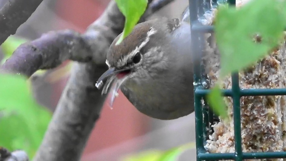 シロハラミソサザイ - ML645876384