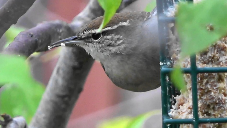 シロハラミソサザイ - ML645876385