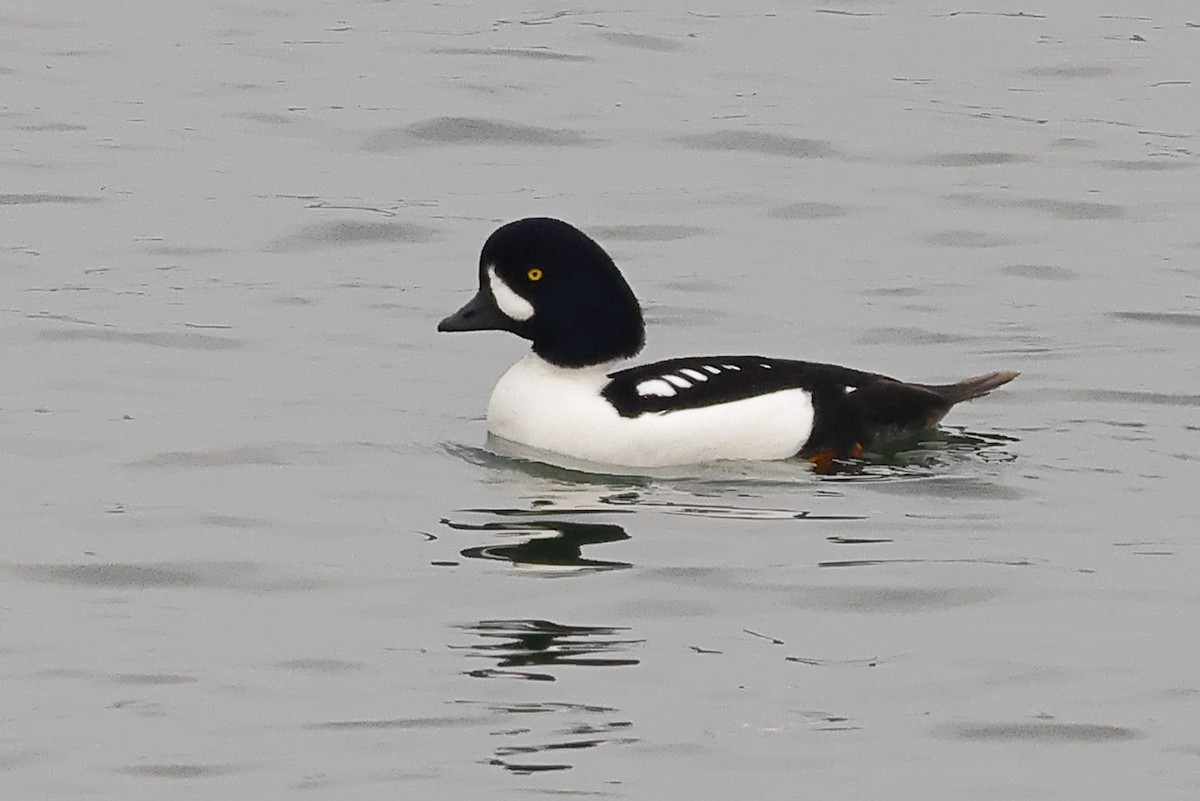 キタホオジロガモ - ML645876386