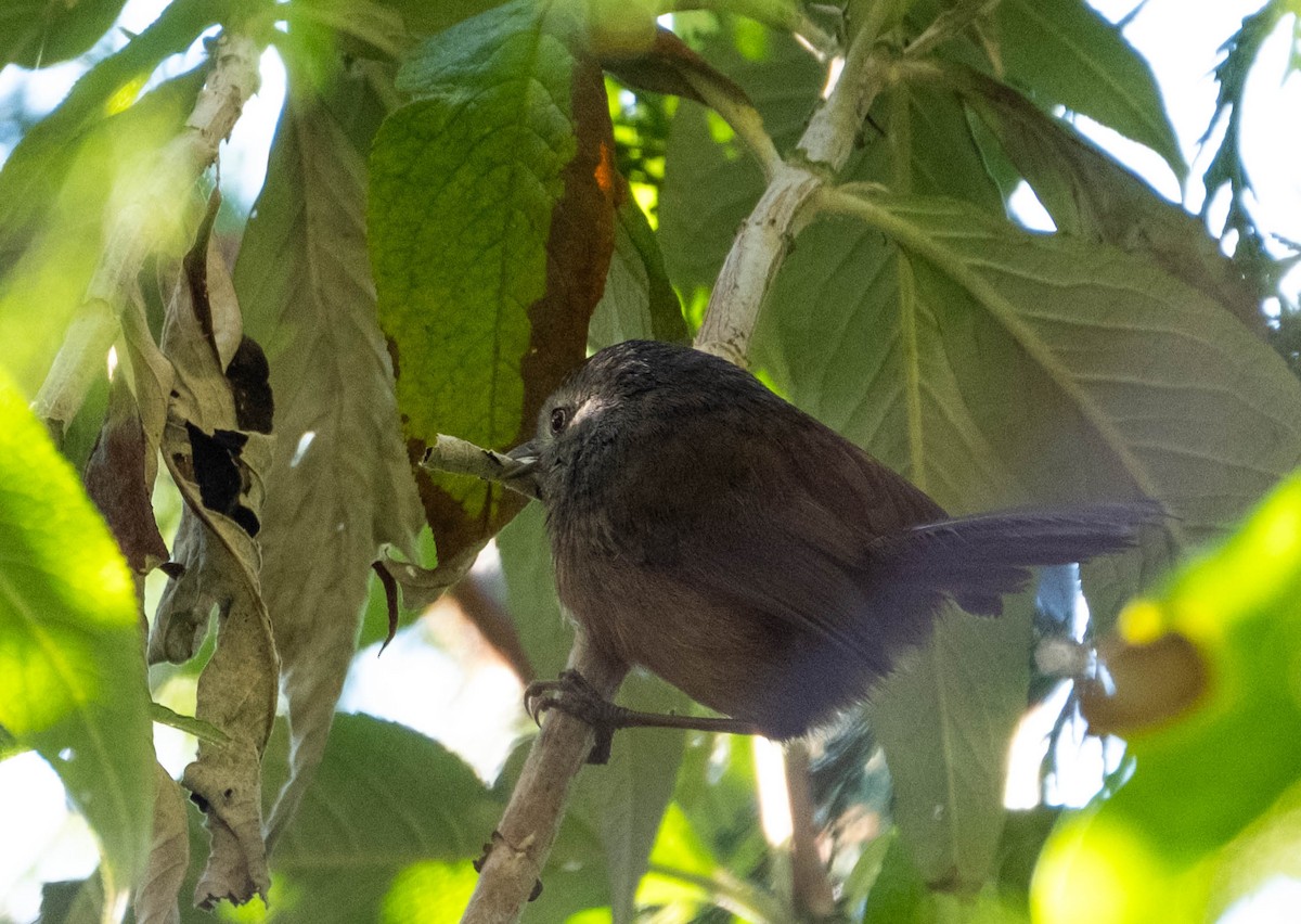 ミソサザイモドキ - ML645876387