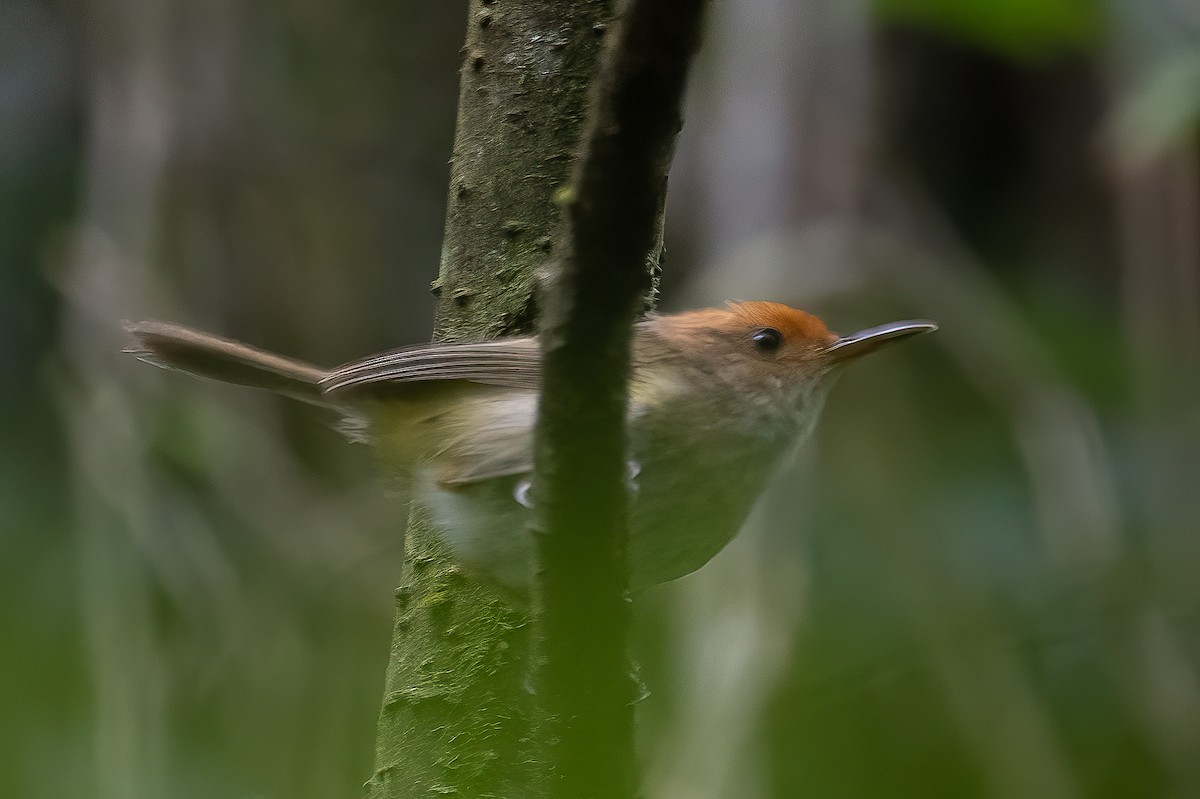 キバラサイホウチョウ - ML645876388