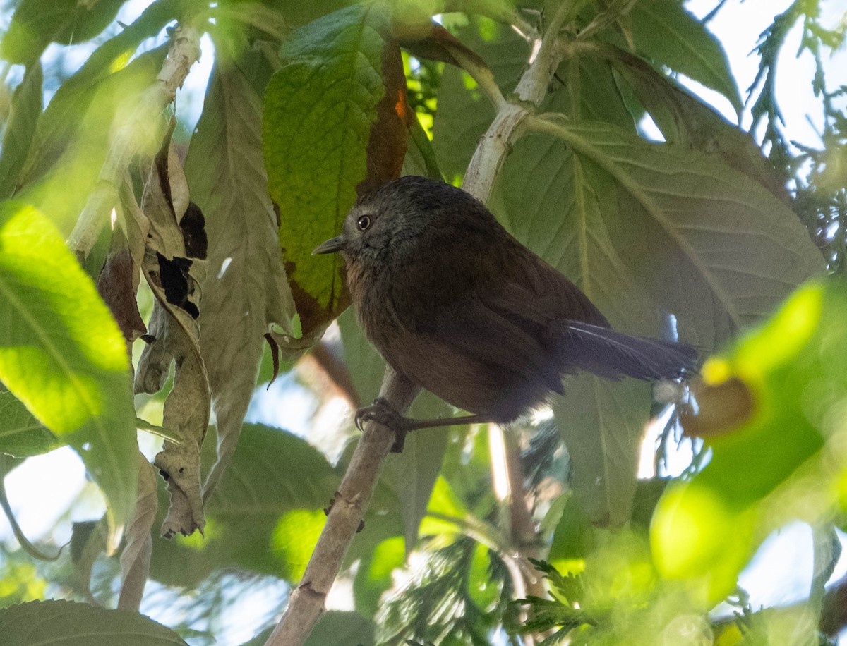 ミソサザイモドキ - ML645876393