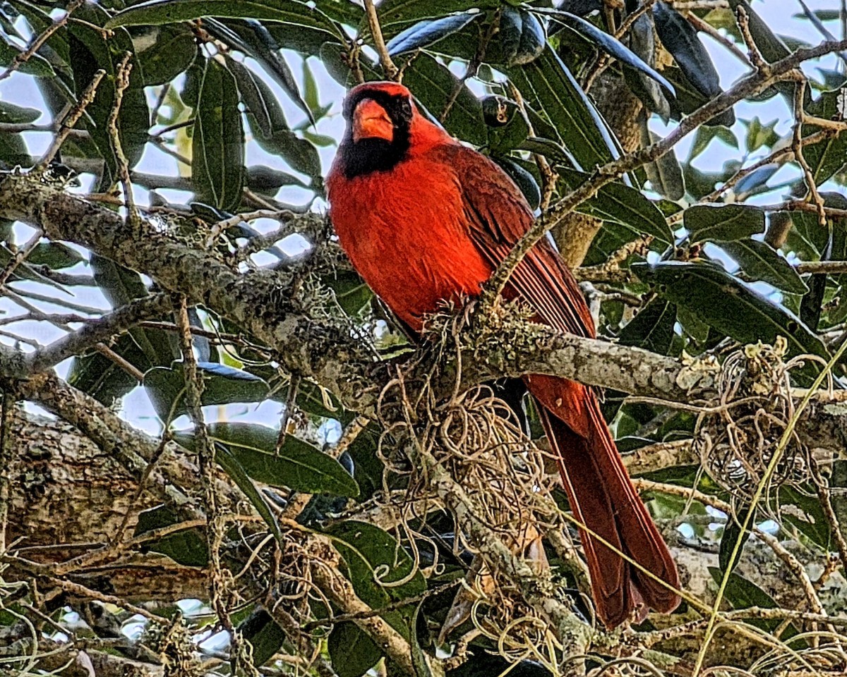 ショウジョウコウカンチョウ（cardinalis グループ） - ML645876394