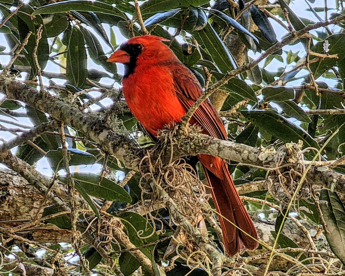 ショウジョウコウカンチョウ（cardinalis グループ） - ML645876395