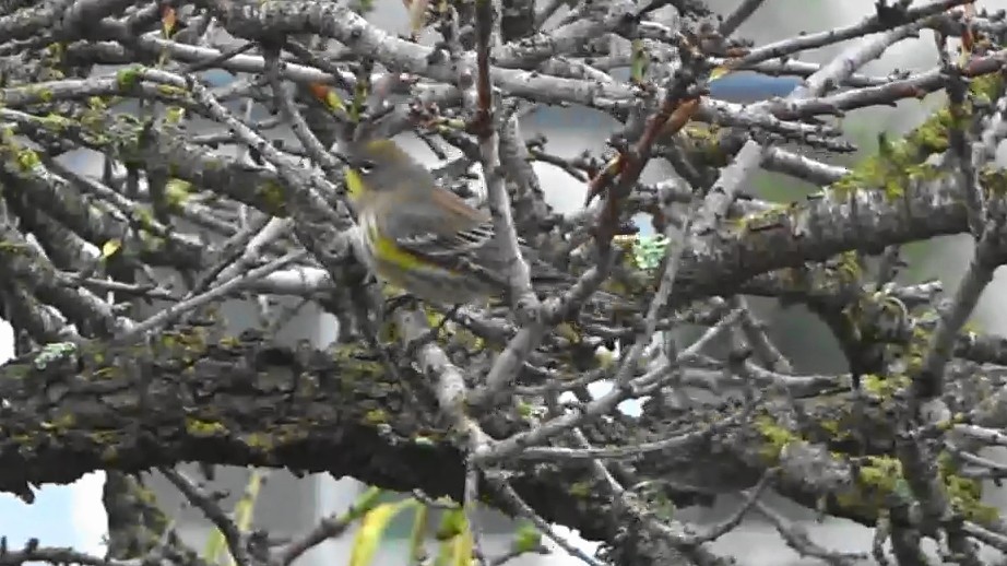 キヅタアメリカムシクイ - ML645876396