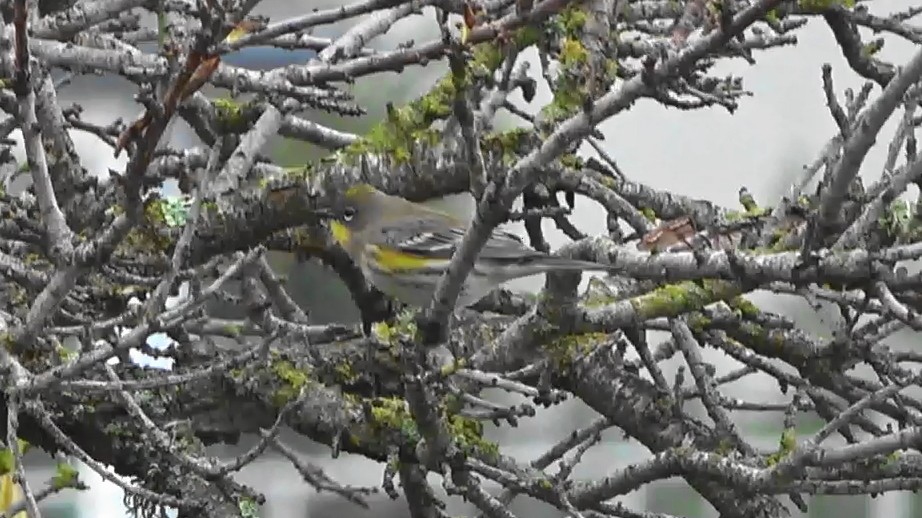 キヅタアメリカムシクイ - ML645876397