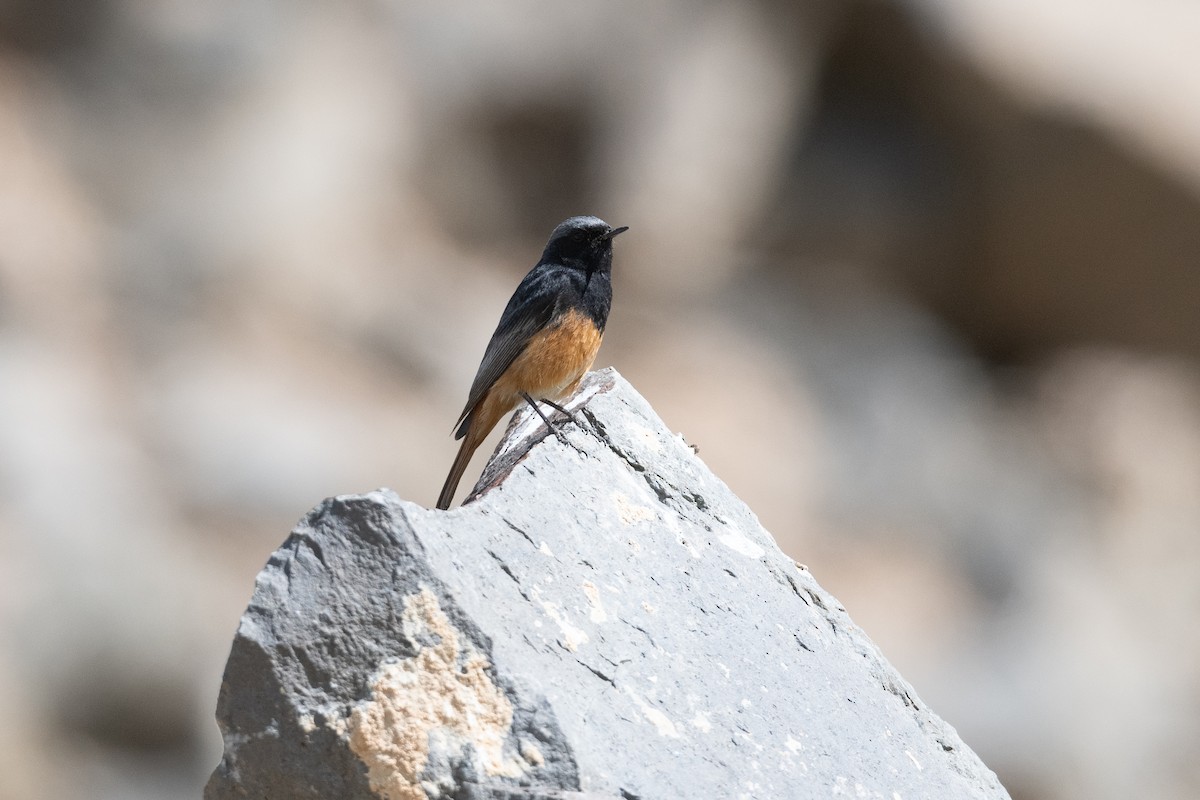 Colirrojo Tizón (Oriental) - ML645876403