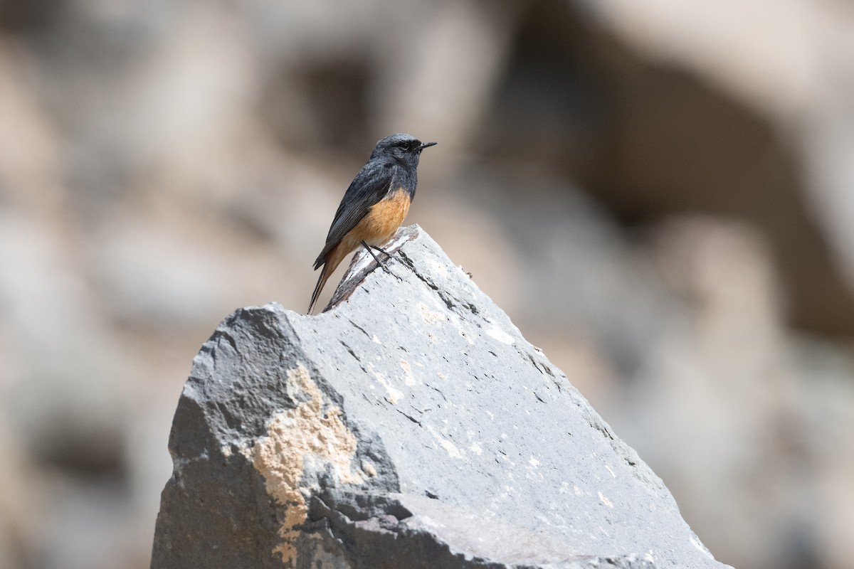 Colirrojo Tizón (Oriental) - ML645876404