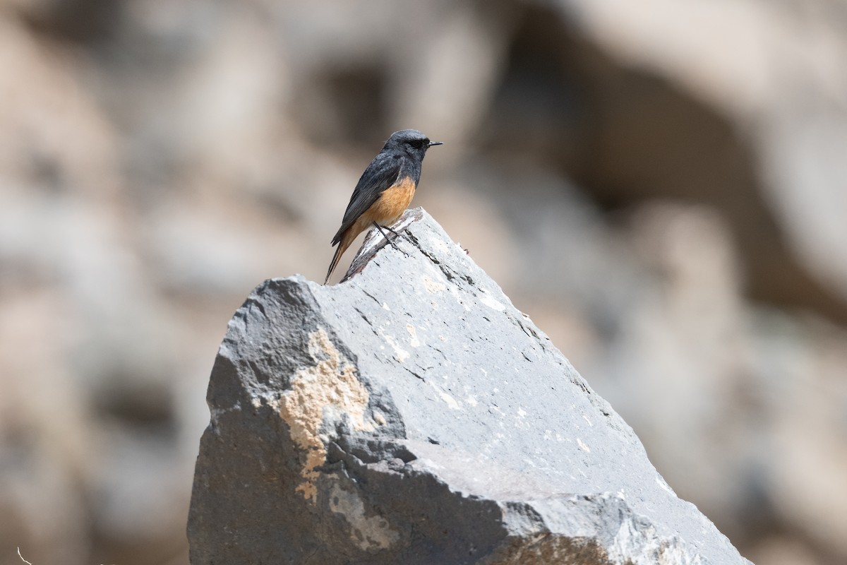 Colirrojo Tizón (Oriental) - ML645876405