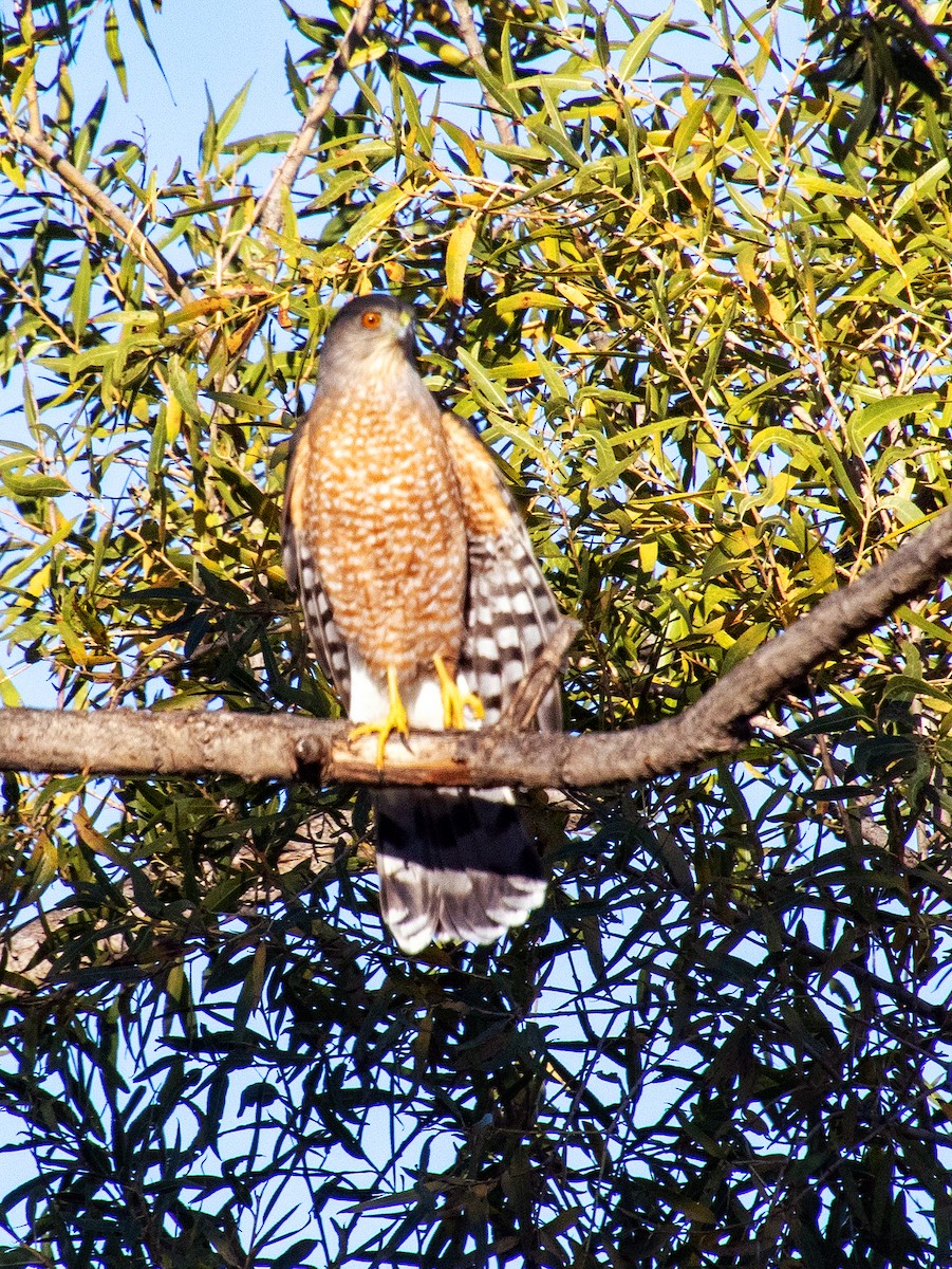 Gavilán de Cooper - ML645876407